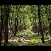 Frühling im Birkenwald | Kaltenhofer Moor