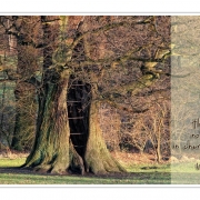 The Oak Tree | Jenischpark, Hamburg