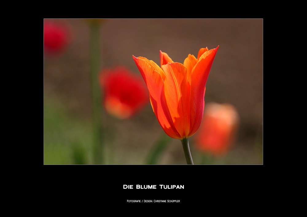 Die Blume Tulipan