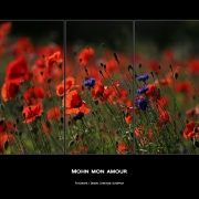 Mohn mon amour