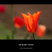 Die Blume Tulipan