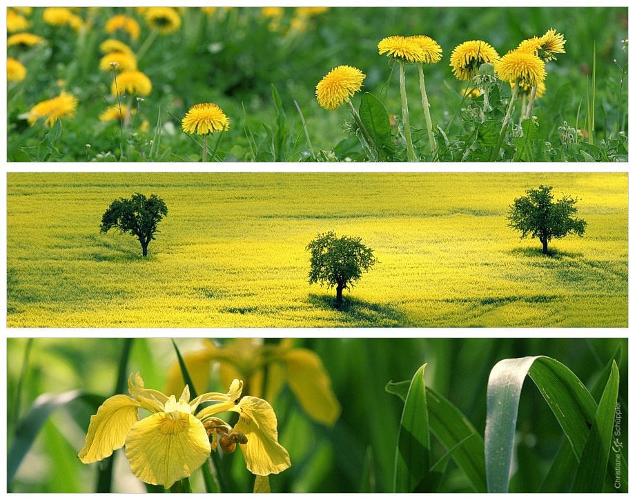 Colours: Yellow|Green