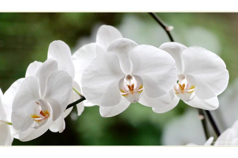 Weiße Schönheit, klassisch | Orchidee