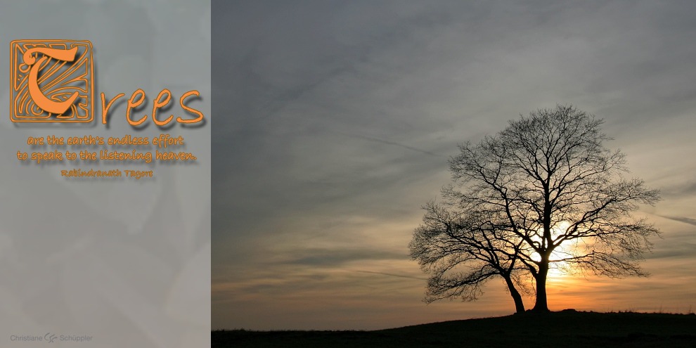 Trees are the earth's endless effort to speak to the listening heaven. 