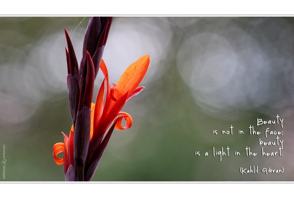 Beauty | Canna indica, indisches Blumenrohr