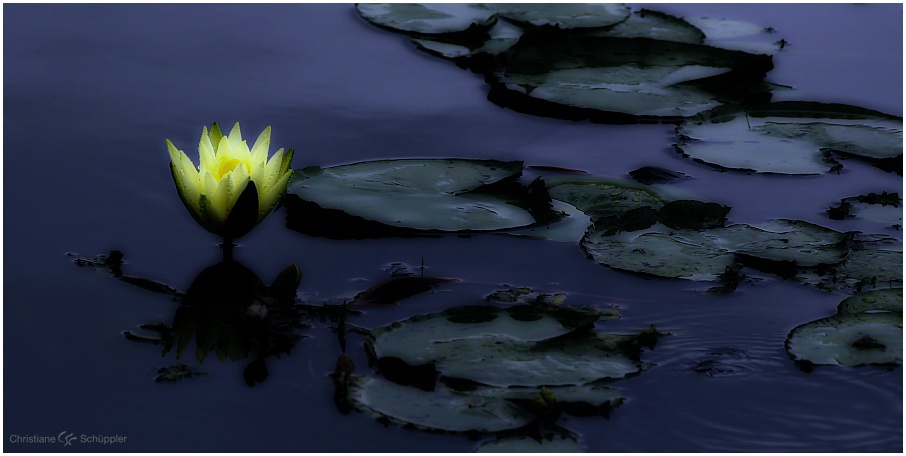 Midnight water lily