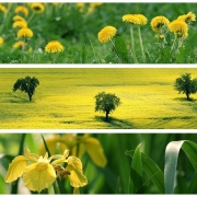 Colours: Yellow|Green