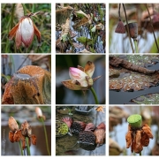 Lotos im Herbst | 2 | Verblühter Lotos im Herbst