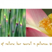 Adopt the pace of nature: her secret is patience