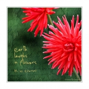 Earth laughs in flowers | Dahlien
