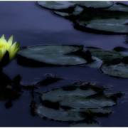 Midnight water lily