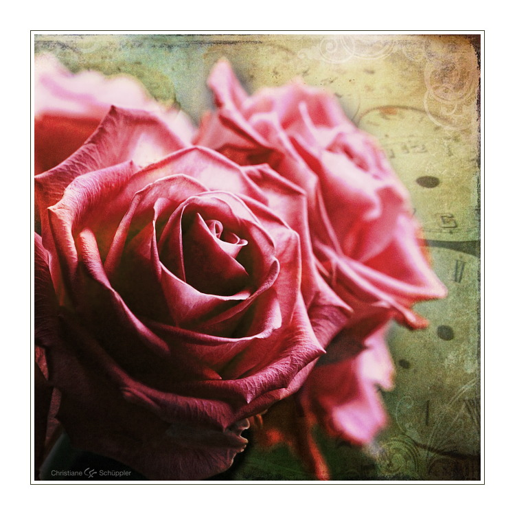 Rosenpapier | Time and Roses