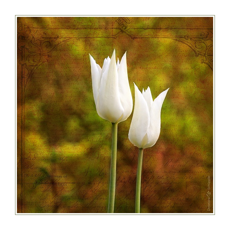 Weißes Tulpenpaar