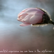 Magnolia | The most beautiful experience we can have is the mysterious.