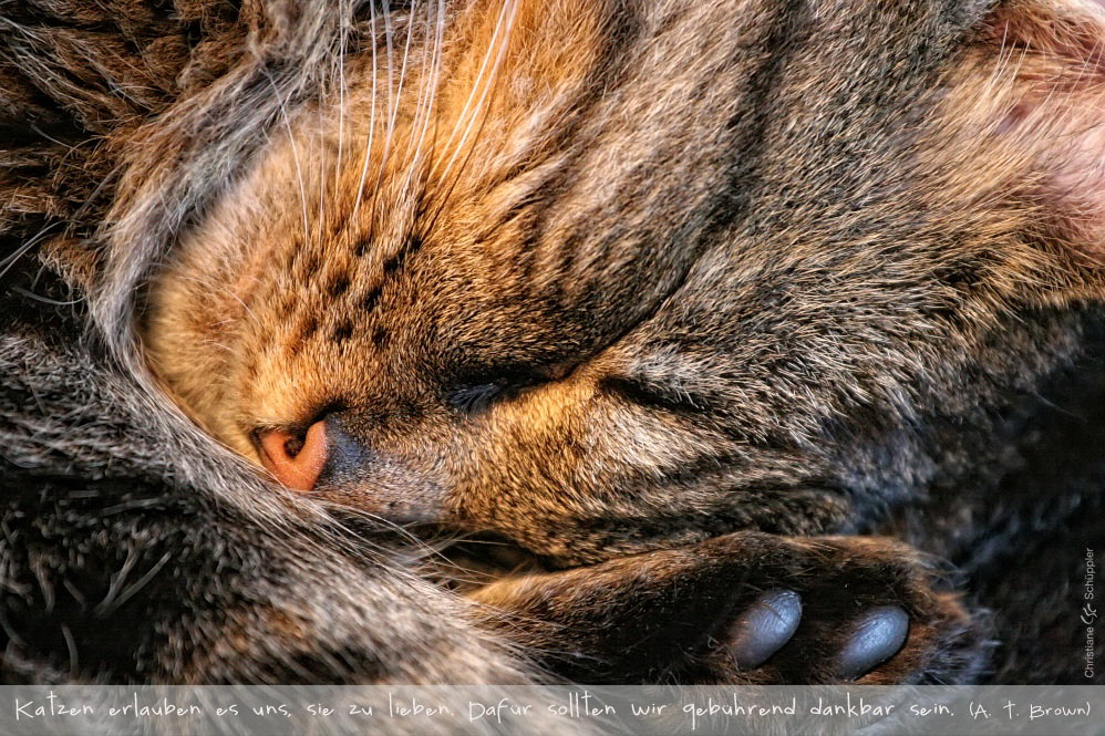Der Meister | Katzenyoga im Tiefschlaf!