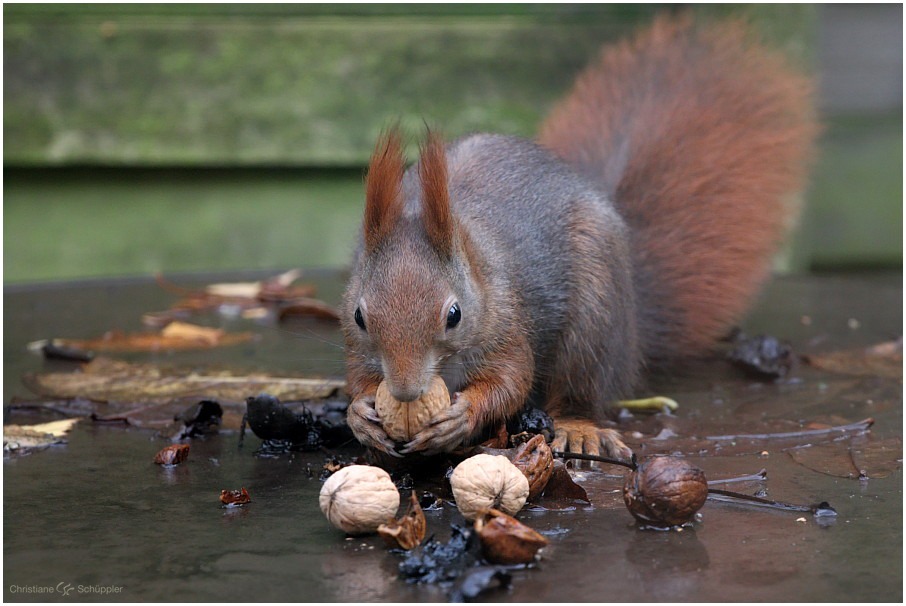 Nuss | Eichhorn | Nuss
