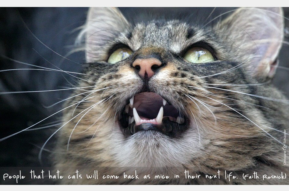 Der Tiger sieht einen Vogel