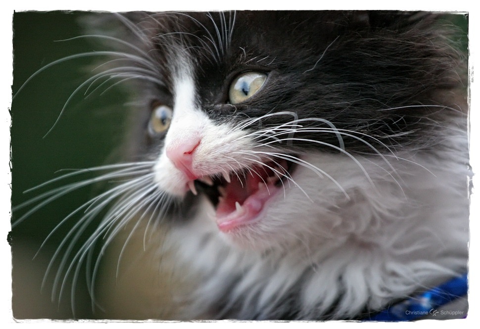 Paulette ... die eigentlich ein "Paul" ist