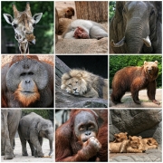 Gesichter | Mit freundlicher Genehmigung des Tierparks Hagenbeck.