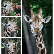 Was? WAS? :-) | Mit freundlicher Genehmigung des Tierparks Hagenbeck.