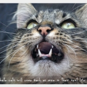 Der Tiger sieht einen Vogel